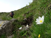 26 Anemone alpino (Pulasatilla alpina)